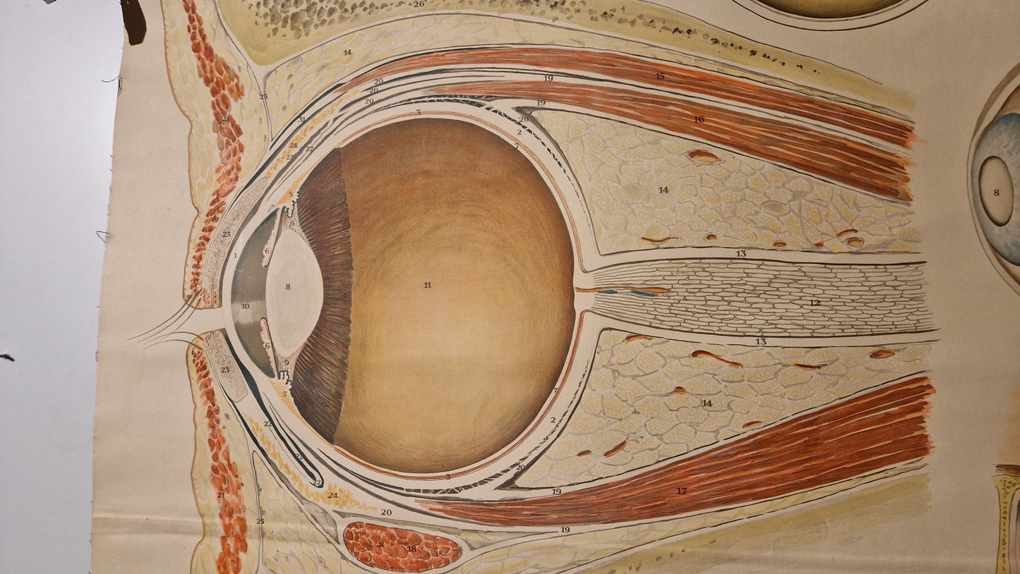 Skoleplansje anatomi øye