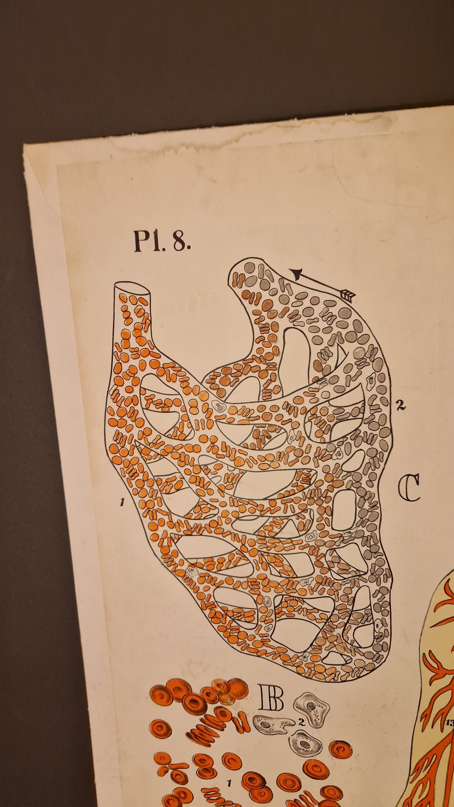 Skoleplansje Dybdahl anatomi plansje 8