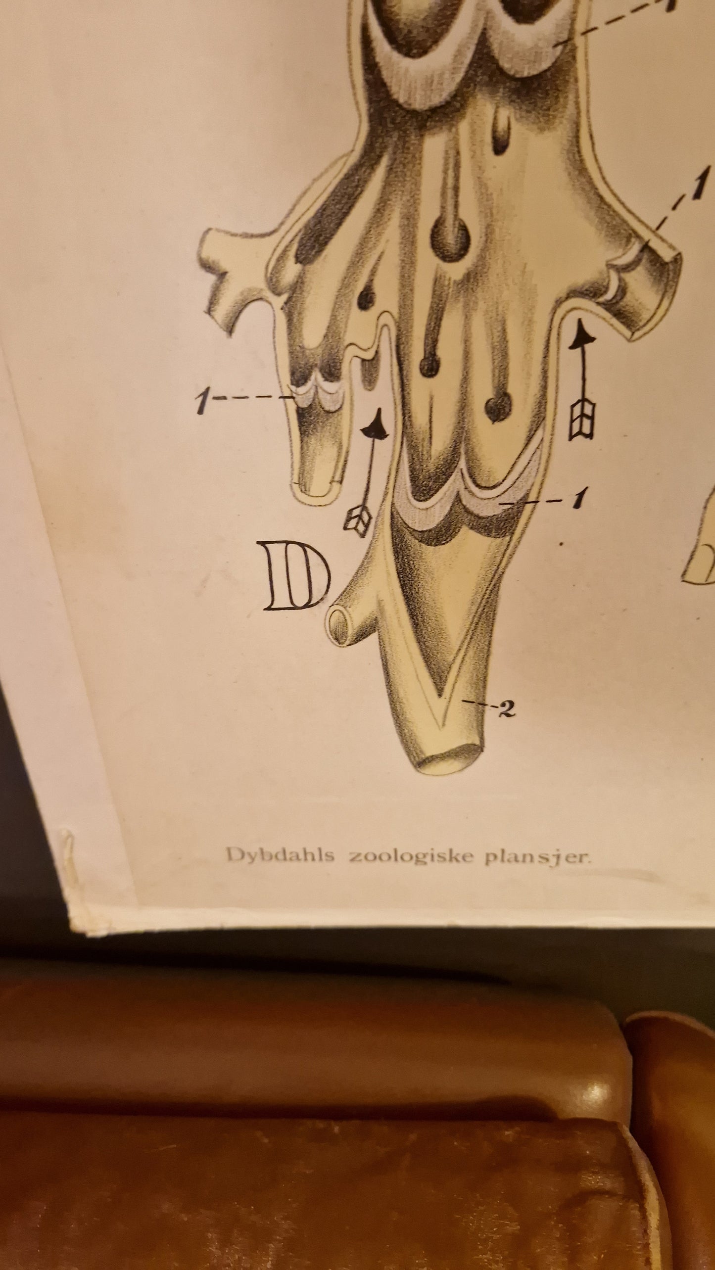 Skoleplansje Dybdahl anatomi plansje 8
