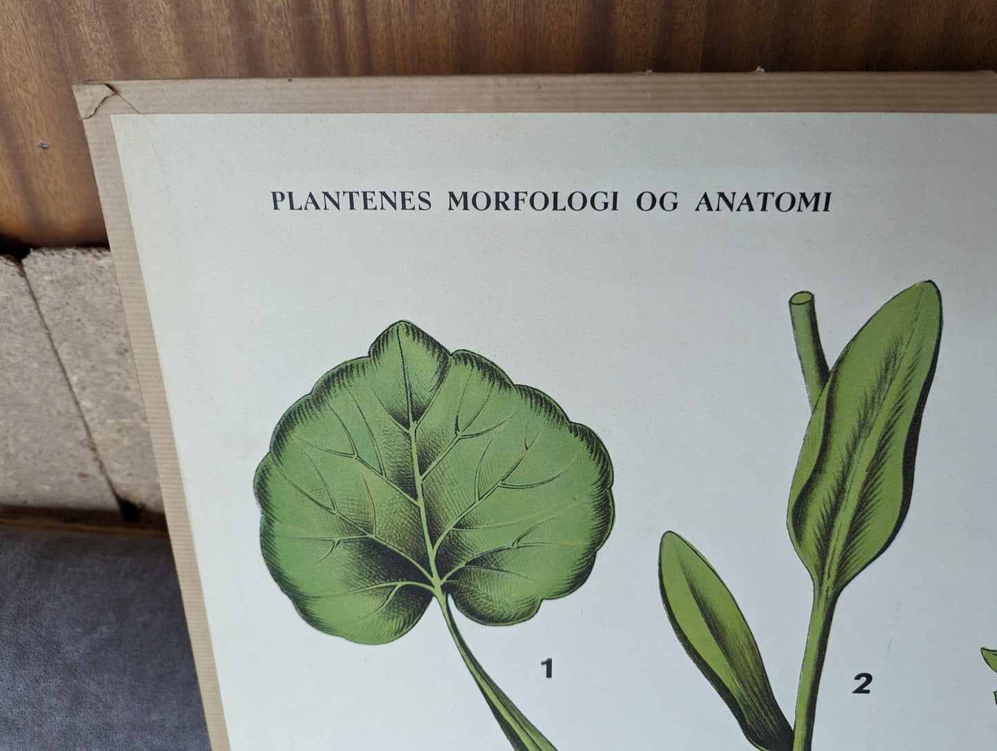 Skoleplansje Plantenes Morfologi nr. 3